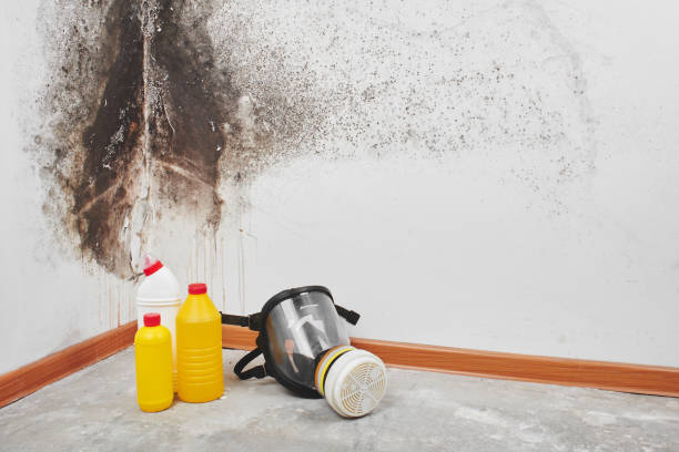 Best Mold Cleaning Services  in Austell, GA