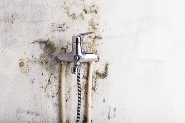 Best Mold Testing and Removal  in Austell, GA