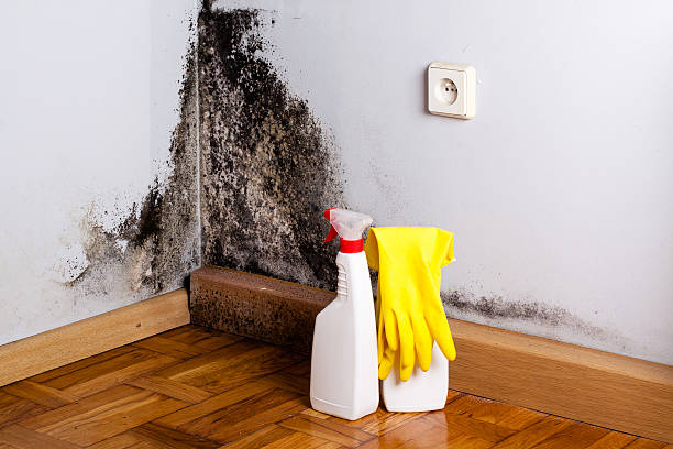 Mold Removal Process in Austell, GA