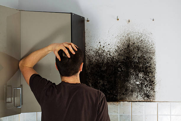 Best Attic Mold Removal  in Austell, GA