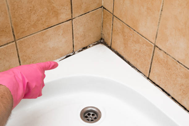 Best Affordable Mold Removal  in Austell, GA